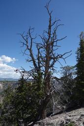 A half dead bristlecone [sat jul 6 11:07:09 mdt 2019]